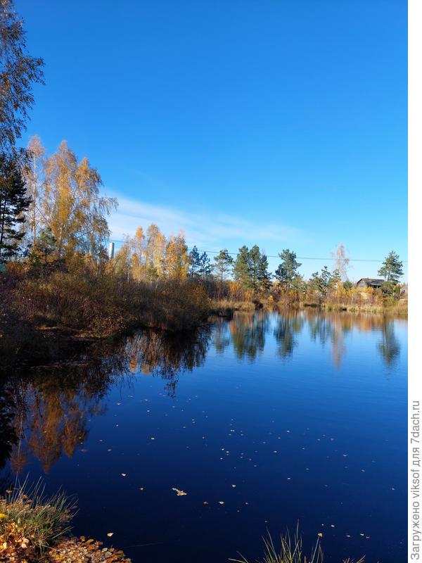 Вчера на нашем лесном озере вблизи нашей дачи...