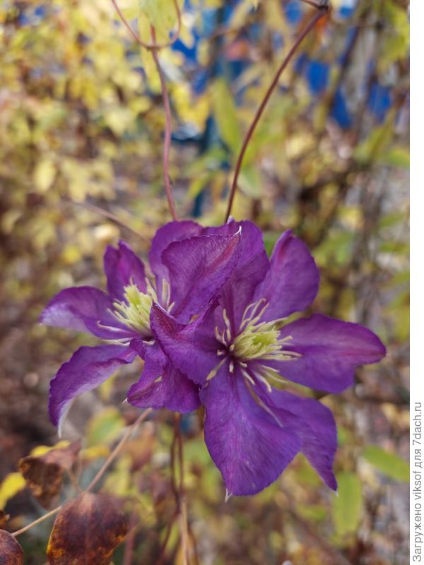 На даче до сих пор продолжает осеннее цветение клематис Нелли Мозер