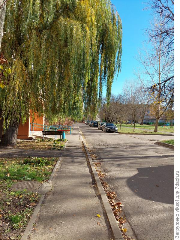 А у нас во дворе ивушка почти зелёная...