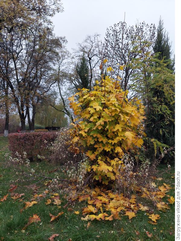 А молодой клён не спешит сбрасывать золотой наряд