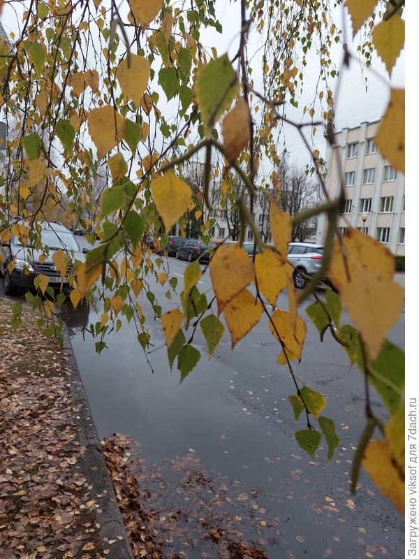 берёзки почти  сняли с себя золотой наряд...