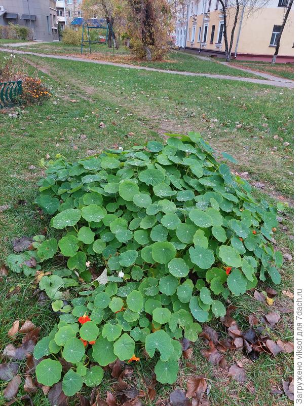 Во дворе дома увидели шикарный куст настурции