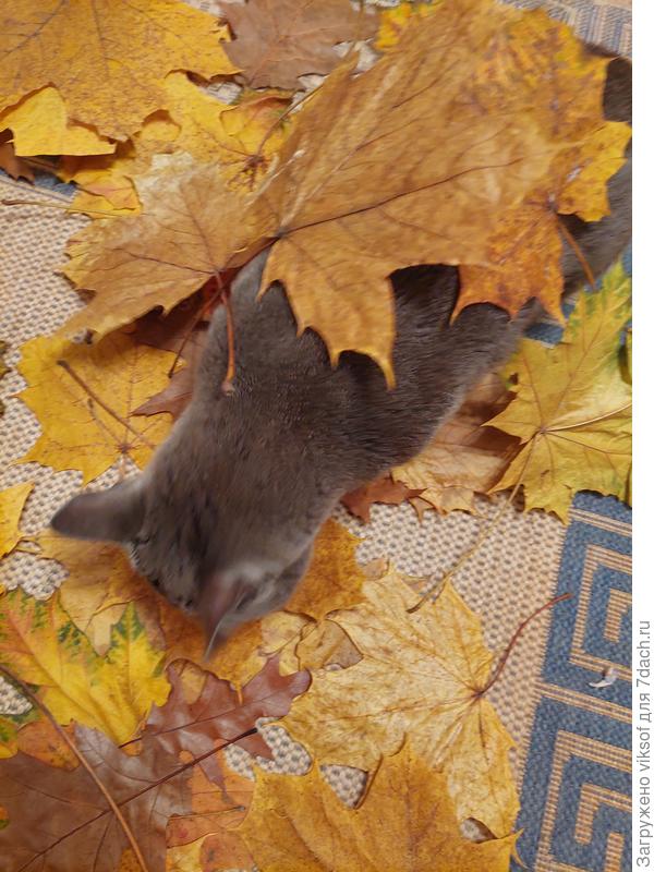 Ну, любит Витас листопад, пришлось устроить его в квартире...