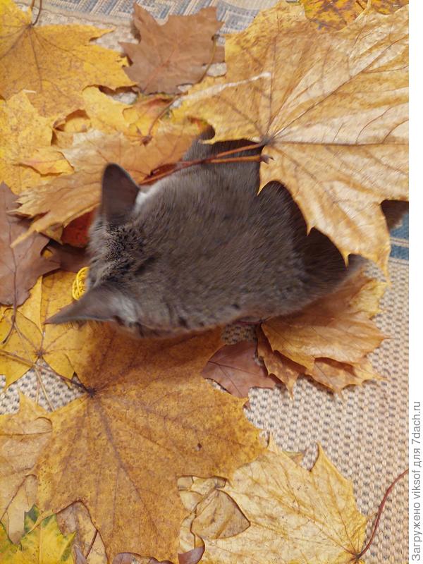 И Витас бы передал, но уснул, к нему листопад в гости приходил прямо домой, в саду холодно, а у него нет перчаток на лапки