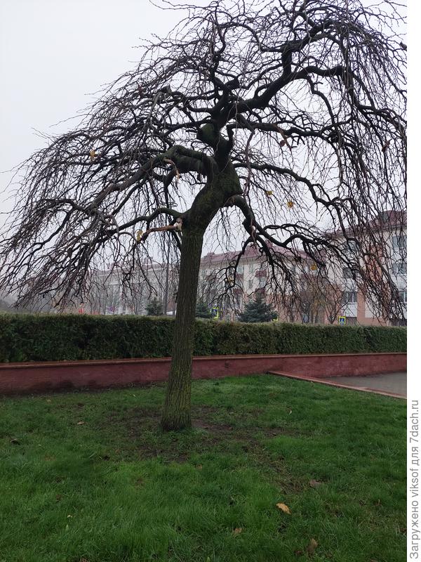 Травка зеленеет,  солнышка не ма, голекькой стоит уже вяз наш Кампердоуни...