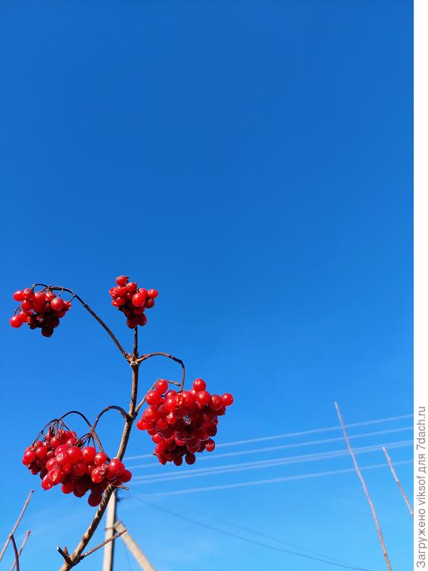 В небе синь синева, а калина красна