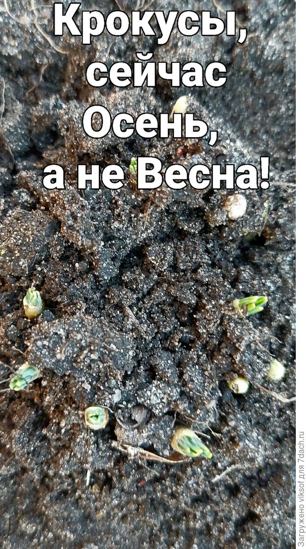 А крокусы выступили свои любопытные носики