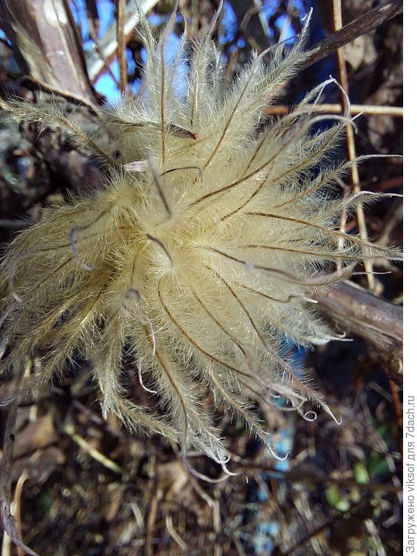 Осенний клематис Нелли Мозер