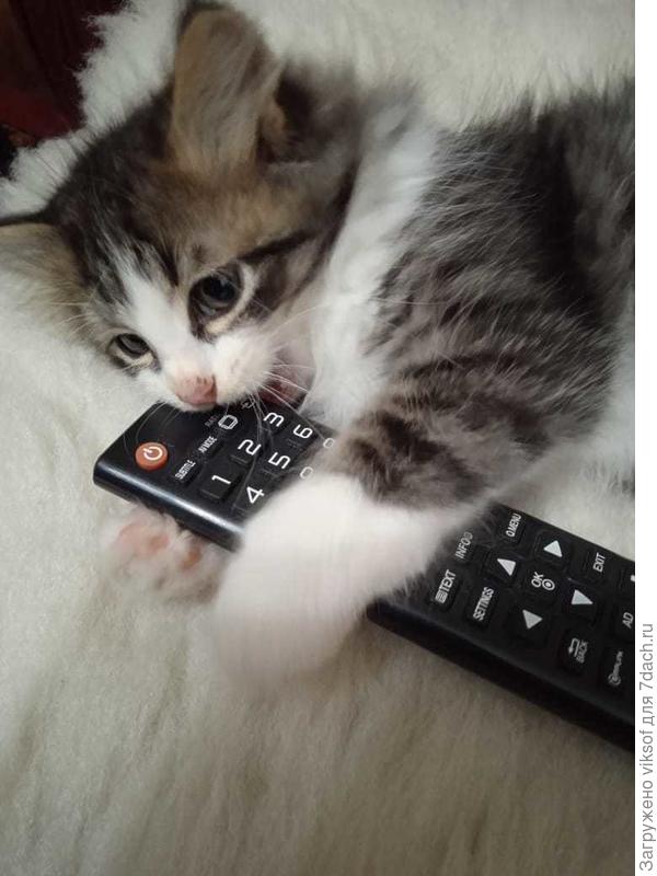 Это крошка - Ерошка,