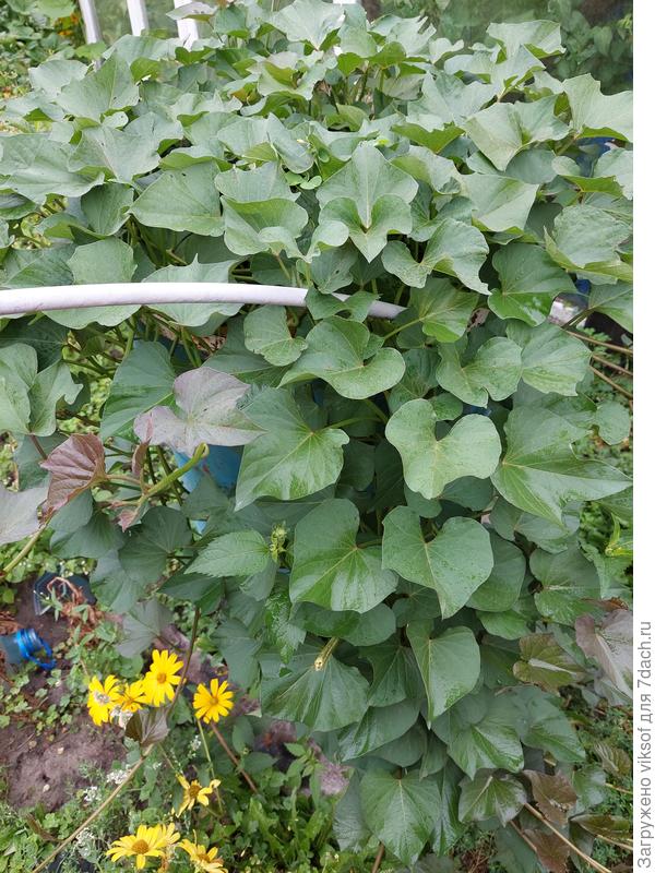 И признаюсь, что до твоей прекрасной публикации моё решение было таково: пущай батат рОстЮт египтяне, а теперь- то...нетушки - САМА и всё тут! Спасибо! Здоровья и мирного неба нам Всем!