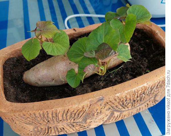 Я поздно посадила, первый долго сидел и никаких росточков, я и не мыла его, это второй хорошо потеряла...