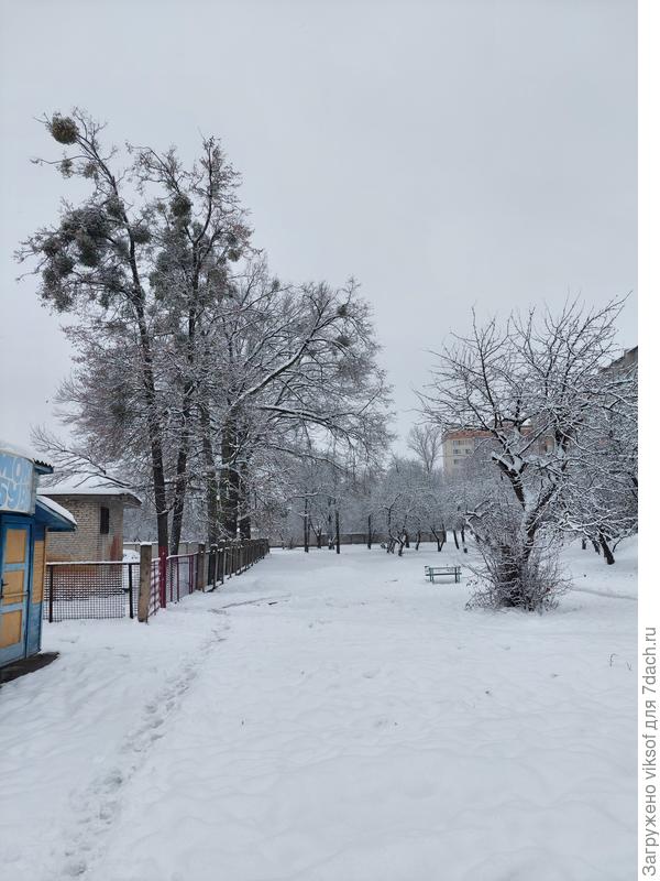 здесь часто собираются вороны и угощаются ягодами, которые считаются целебными, но лучше их не пробовать - можно отрави  ся