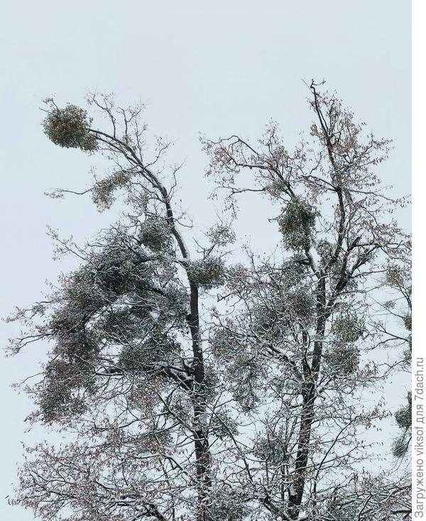 а это во дворе нашего дома