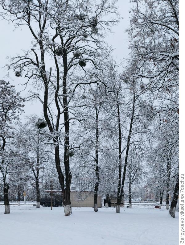 Это в городском  сквере