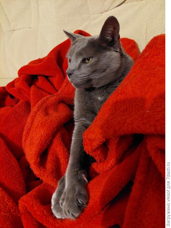 Не  спешит Витас уходить с теплого халата наш пол холодный для него.