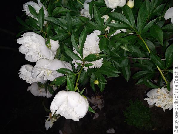 а белый пион в ночи становится ещё более привлекательным