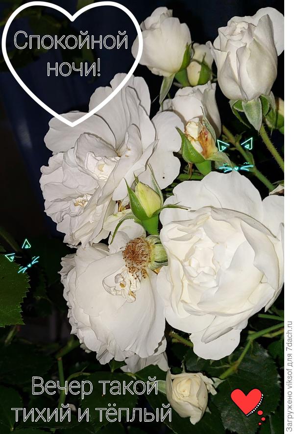 ... и такие фотографии отправляю своим близким