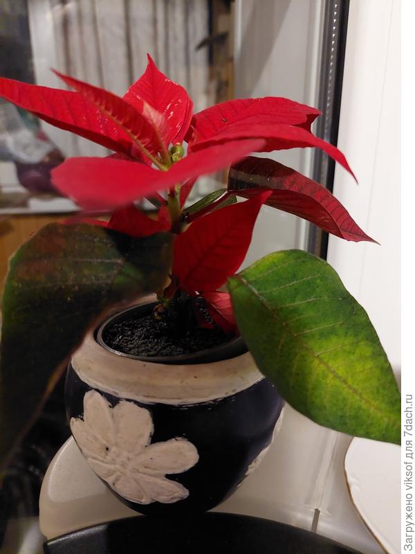 Мне уже наш семейный друг подарил Аленький цветочек, я его так назвала из-за размера, сказал, что меньше не было...