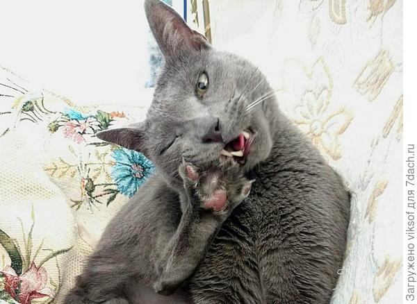 Вооот, и Витас покушал