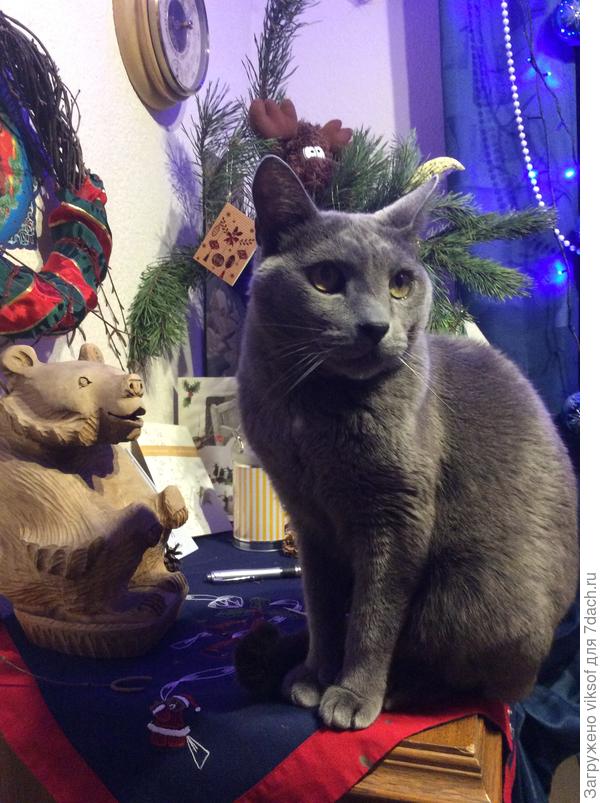 Кот Витас приветствует вас