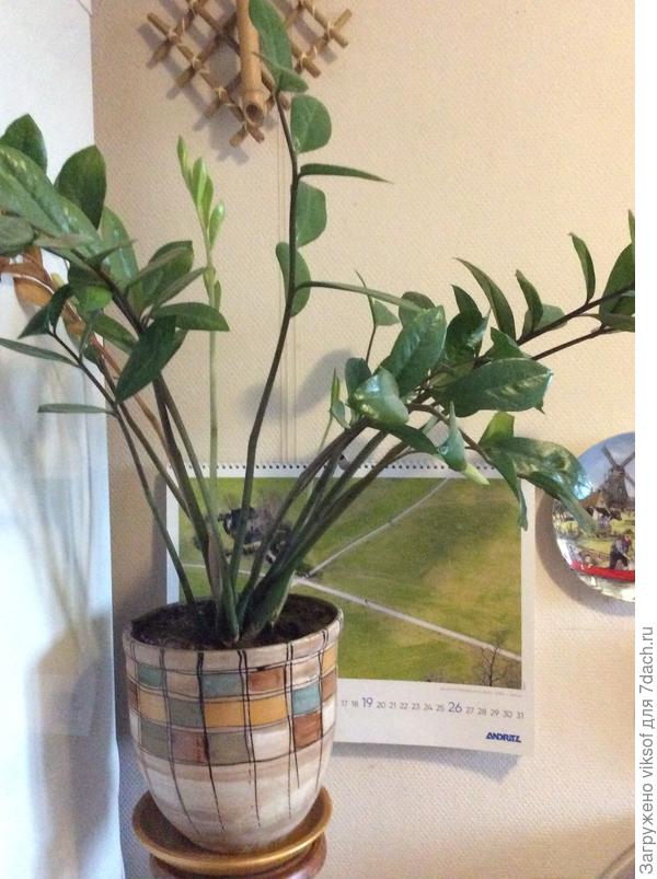 Чем кормишь, расскажи баУшке Софие!