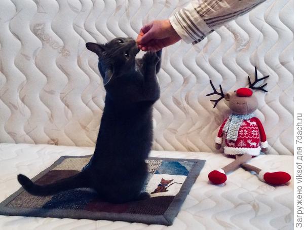 И привет твоим котейкам  от Витаса