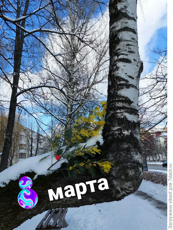 Не волнуйтесь - я на березу не залезала - это муж для вас сделал, он и с земли достал...