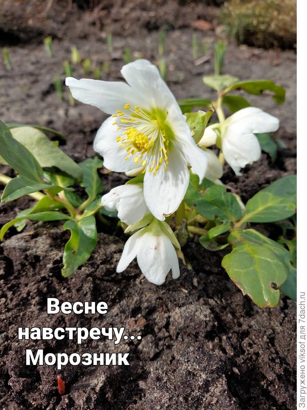 а сегодня дождь - Весна!