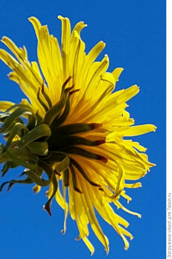 Чем не хризантема весенняя!