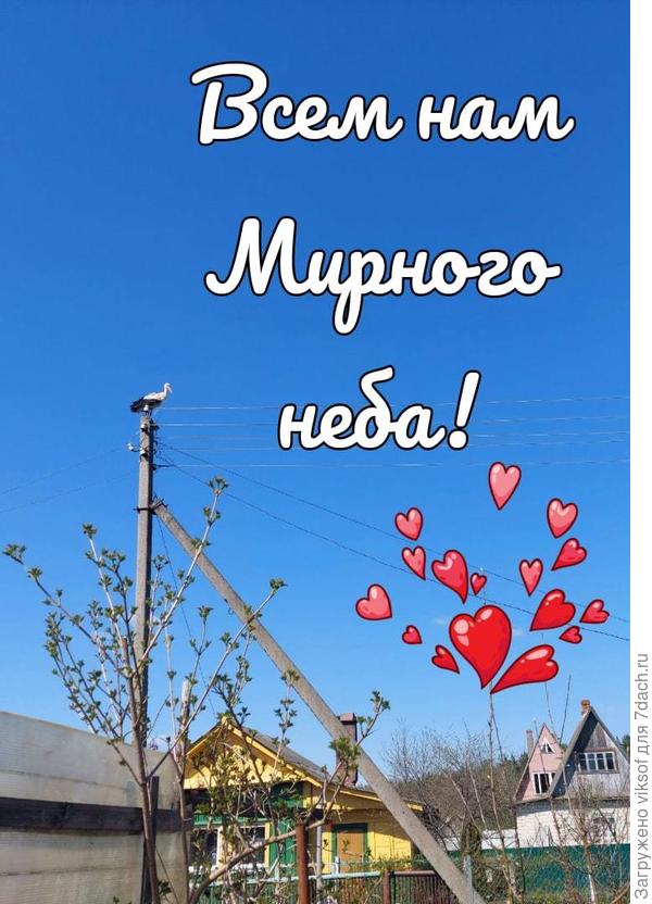 Аист к нам  на дачу прилетал отдохнуть