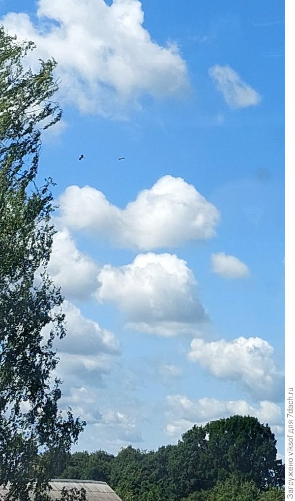 Так-то они высоко летают