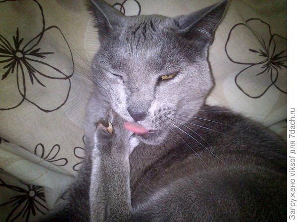 И наших пушистиков с праздничком!