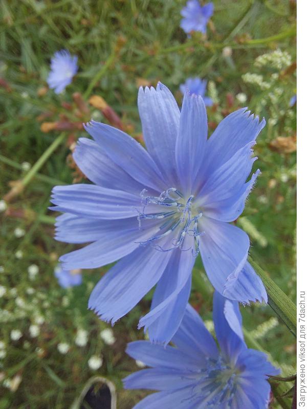 А я нынче снова цыкорий выращиваю