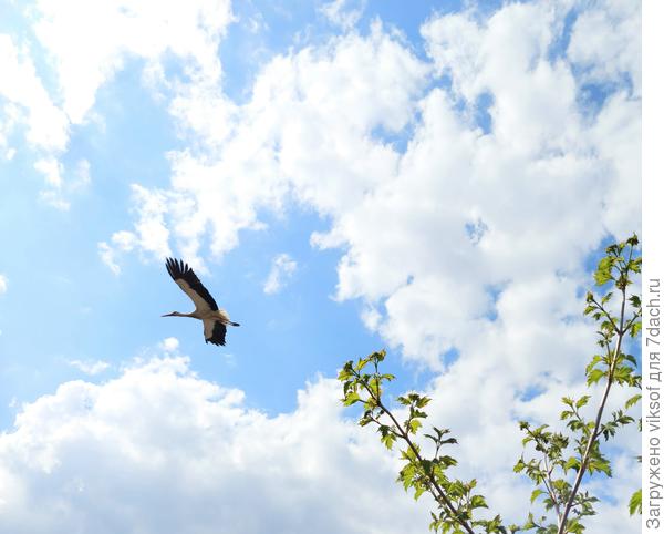 Мирного нам неба!