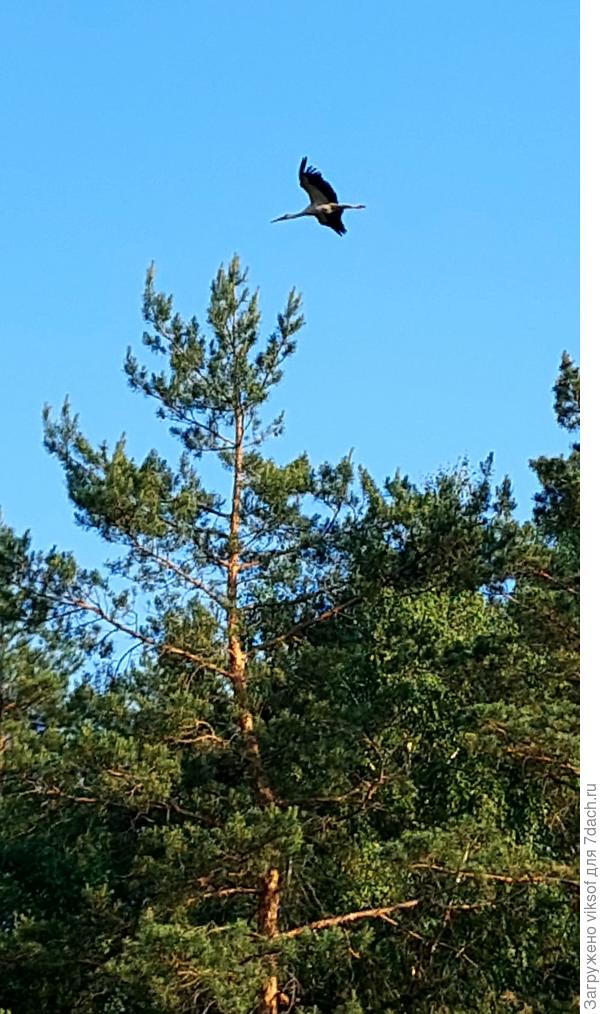 БЕЛЫЙ АИСТ ЛЕТИТ...