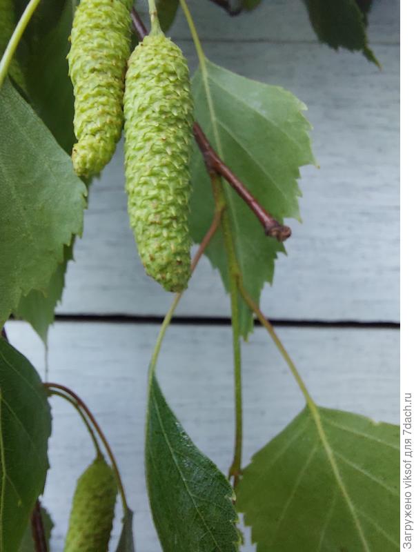 Люблю берёзоньку