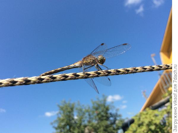 Летом мы поём, порхаем, беззаботно отдыхаем!