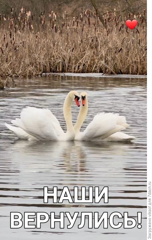 На водоём под Минском вернулась Лебединая пара ( фото минского блогера  aaaminsk   Анатолия Андреева)