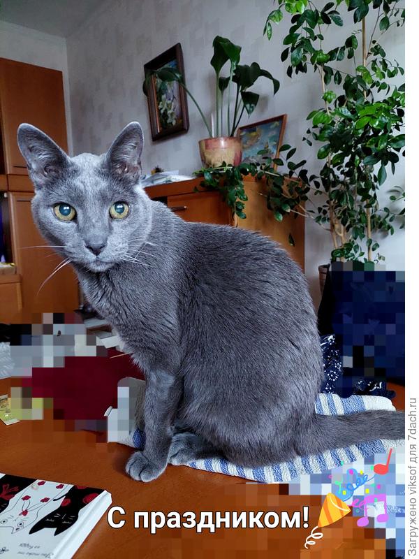 И мой любимый кот Витас, как всегда 1 марта, поздравляет всех котов и кошечек, а также их двуногих кожаных "хозяев" с Международным замуррррчательным праздником и желает всем здоровья и всего самого доброго!