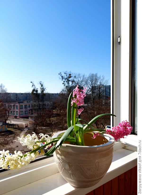 Я и окно распахнула для долгожданной Весны!