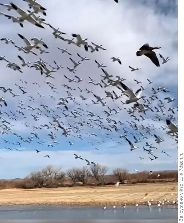 Обычно журавли прилетают во второй половине марта, иногда в апреле.Фото из интернета