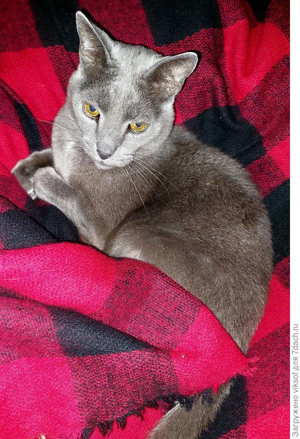 Витас больше в дрёме находится, отдыхает перед дачным сезоном