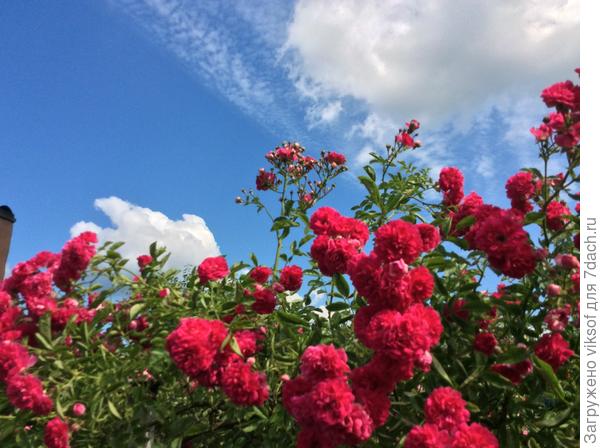 и всем нам мирного неба!!!