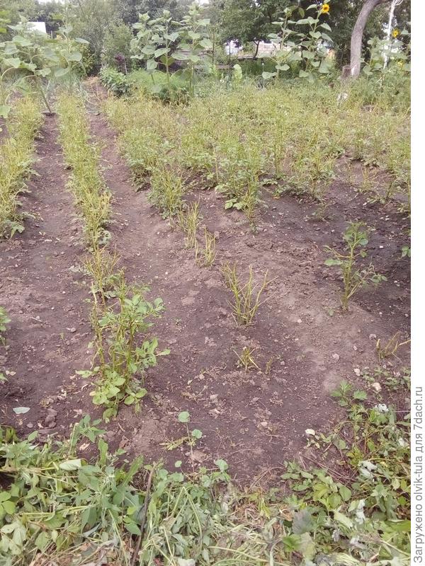 А это соседкая, говорят, что несколько раз обрабатывали разными препаратами, но не помогло...