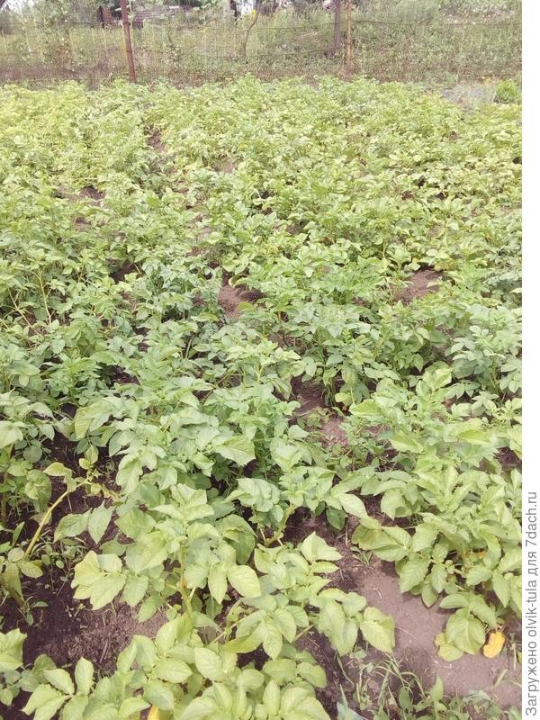 Это наша картошка