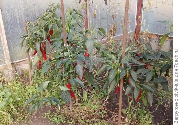 Еще острый перец, уже не помню названия-из своих семян.