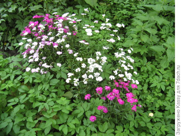 Гвоздика "Китайская микс" куплена в ОБИ в прошлом году. Перезимовала очень хорошо и радует глаз.