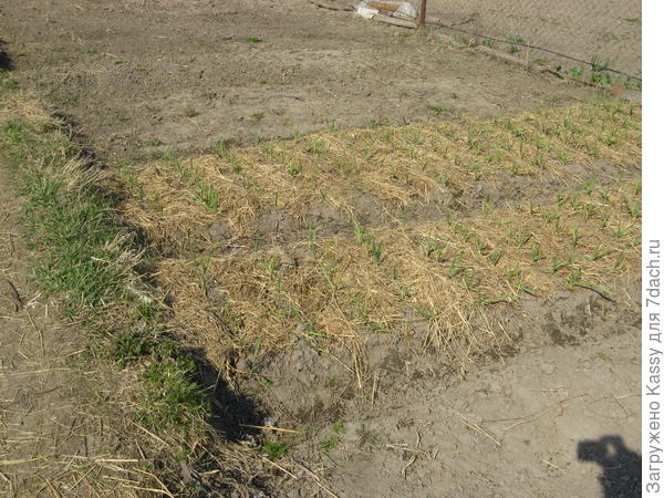 чеснок в соломе