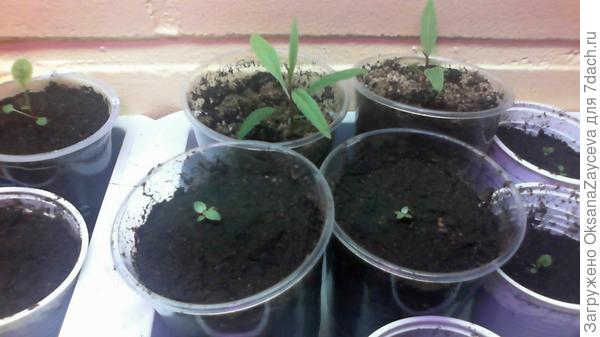 Две крохи Эустомы на фоне Годжи того же возраста