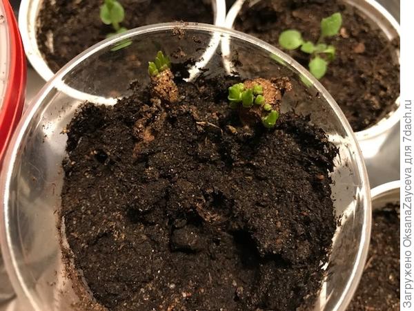 Проснувшиеся почки подмороженных однолетних георгин